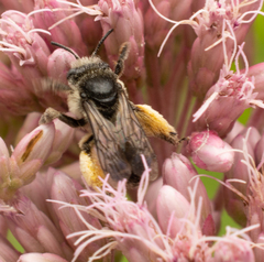 Melissodes illatus