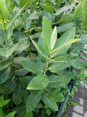 Asclepias syriaca