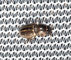 Labarrus cincticulus