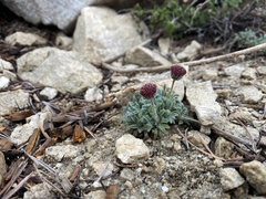 Erigeron aphanactis congestus