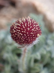 Erigeron aphanactis congestus