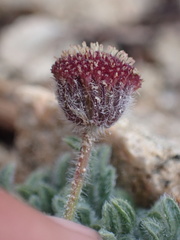 Erigeron aphanactis congestus