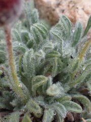 Erigeron aphanactis congestus