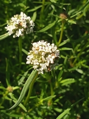 Spermacoce verticillata