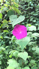 Ipomoea purga