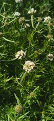 Spermacoce verticillata