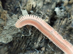 Brachycybe rosea