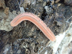 Brachycybe rosea