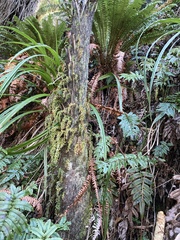 Tmesipteris horomaka