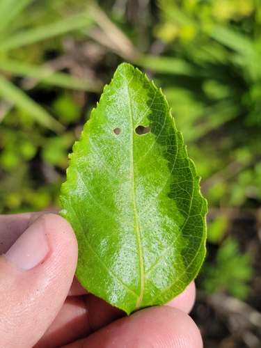 Image of Lantana depressa by (c) Jay Horn, some rights reserved (CC BY)