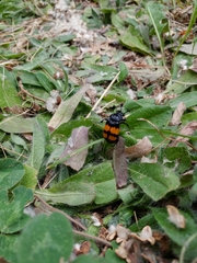 Nicrophorus defodiens