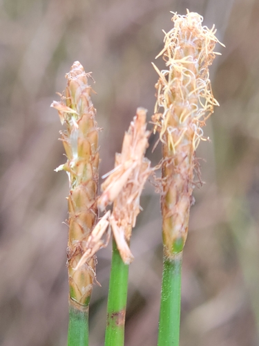 Image of Eleocharis cellulosa by (c) Jay Horn, some rights reserved (CC BY)