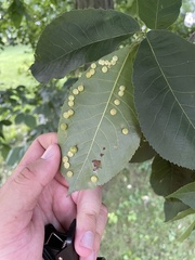Caryomyia glauciglobus