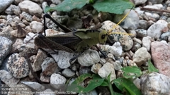 Taeniopoda citricornis