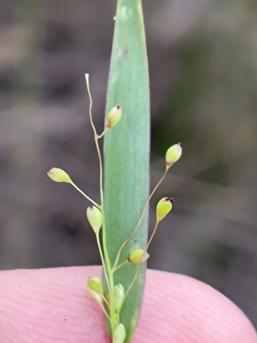 Image of Blue Witchgrass (Dichanthelium caerulescens) by (c) Jay Horn, some rights reserved (CC BY)