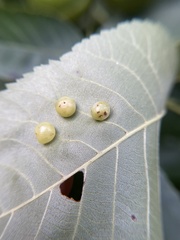 Caryomyia glauciglobus