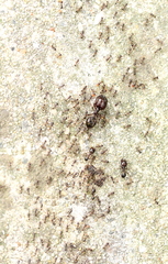 Carebara diversa