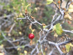 Ribes lasianthum