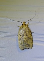 Agonopterix robiniella