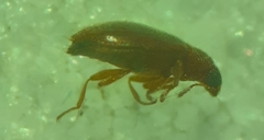 Melanophthalma