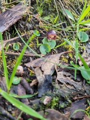 Corybas diemenicus