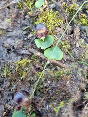 Corybas diemenicus