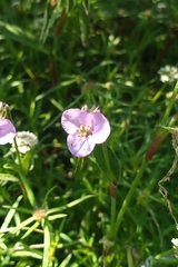 Tradescantia crassifolia