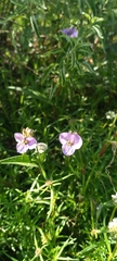 Tradescantia crassifolia