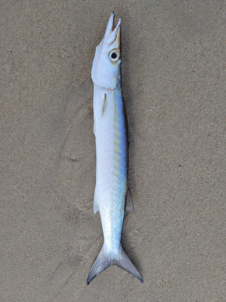 Foto de Gran barracuda (Sphyraena guachancho)