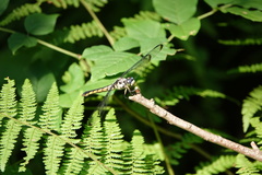 Libellula axilena