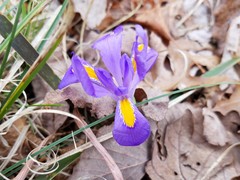 Iris verna