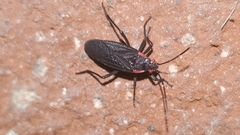 Jadera haematoloma