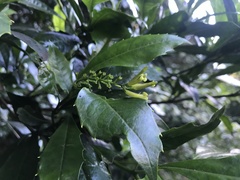 Polyosma cunninghamii