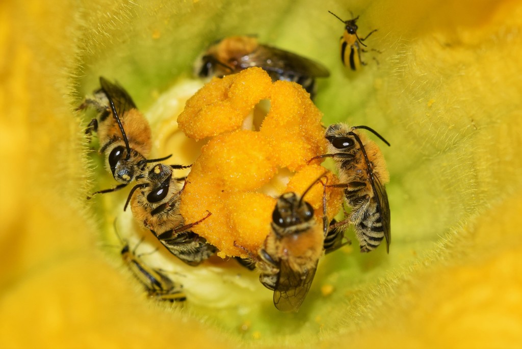 Pruinose Squash Bee from Pumpkin Farm, ON, Canada on July 31, 2021 at 0404 PM by Riley Walsh
