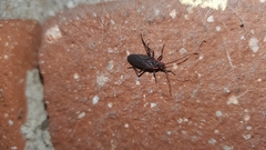 Jadera haematoloma