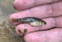 Hemigobius melanurus