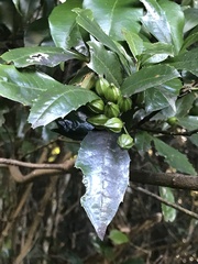 Polyosma cunninghamii