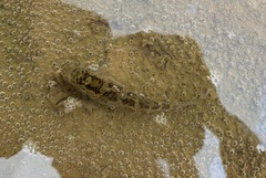 Hemigobius melanurus