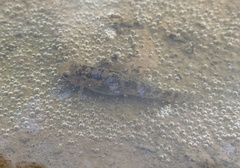 Hemigobius melanurus