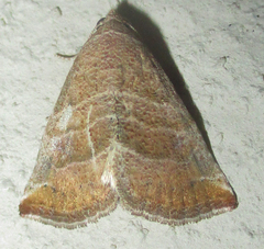 Eublemma baccatrix
