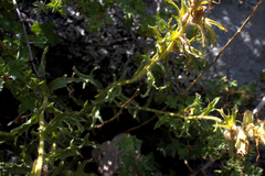 Castilleja applegatei breweri