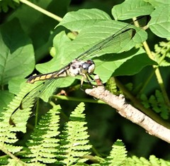 Libellula axilena