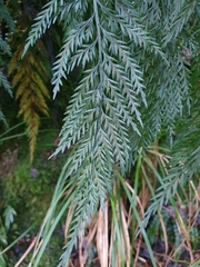 Asplenium appendiculatum appendiculatum