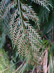 Asplenium appendiculatum appendiculatum