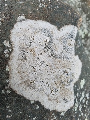 Lecanora oreinoides