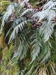 Asplenium appendiculatum appendiculatum