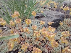 Eriogonum caespitosum