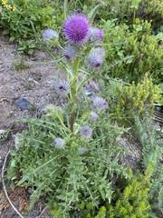 Cirsium edule