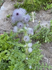 Cirsium edule