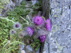 Cirsium edule